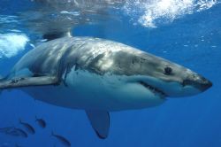 Great white shark taken while cage diving off Guadeloupe ... by David Stephens 